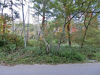 敷地を南側の公道から撮影