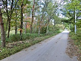 敷地（写真左側）と南側の公道