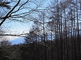 木々の間から南アルプスを望む（冬季撮影）